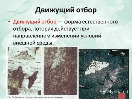 Движущий естественный отбор примеры у растений