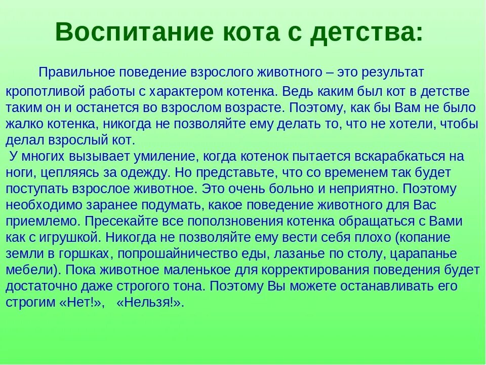 Воспитание кота. Воспитание котенка. Как воспитать кота. Как воспитать котенка.