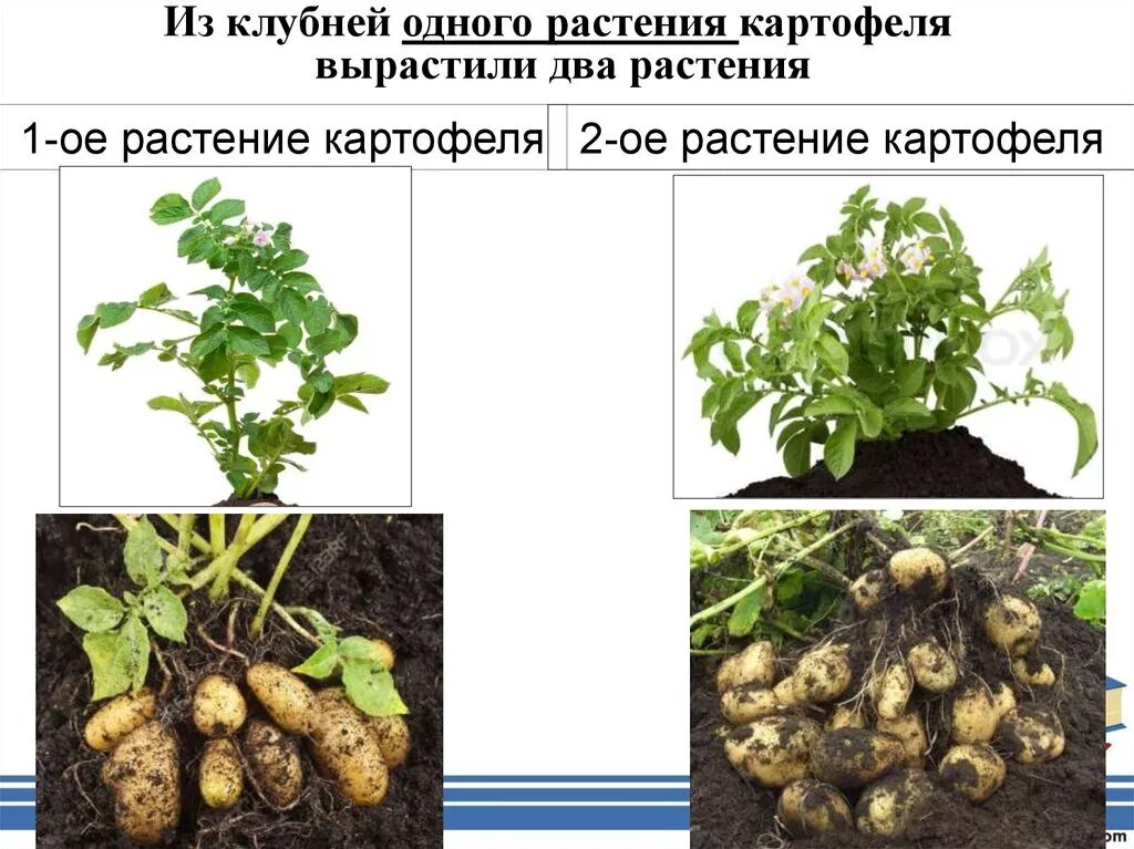 Растения с клубнями. Картофель растение. 2 Растения картофеля выращенные из клубней. Картофель сходство и различие.