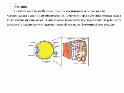 Из чего состоит сетчатка глаза