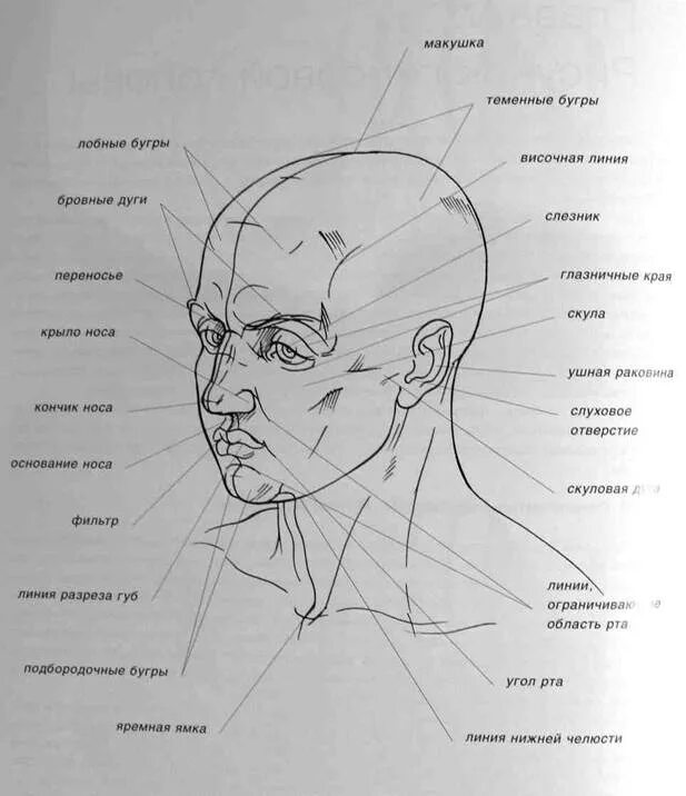 Лицо часть головы человека. Знавание частей головы. Голова строение головы человека. Строение головы человека анатомия.