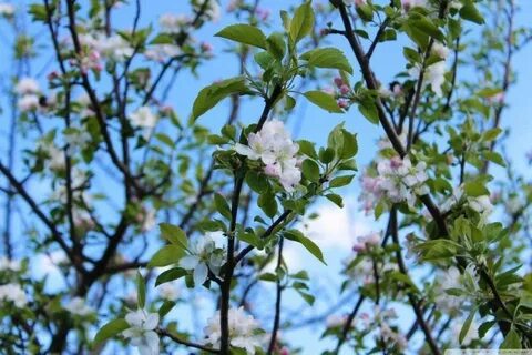 Spring views