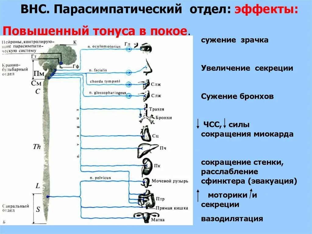 Какие функции выполняет вегетативный отдел нервной системы. Какие функции выполняет вегетативный отдел нервной системы