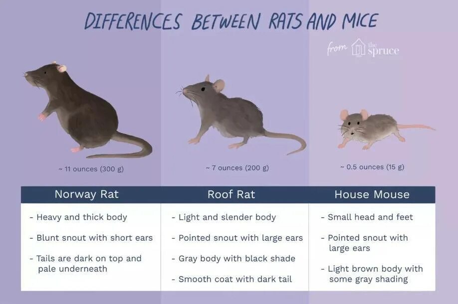 Крыса и мышь отличия. Мышь и крыса разница. Разница между крысой и мышью. Разница между крысами и мышами.