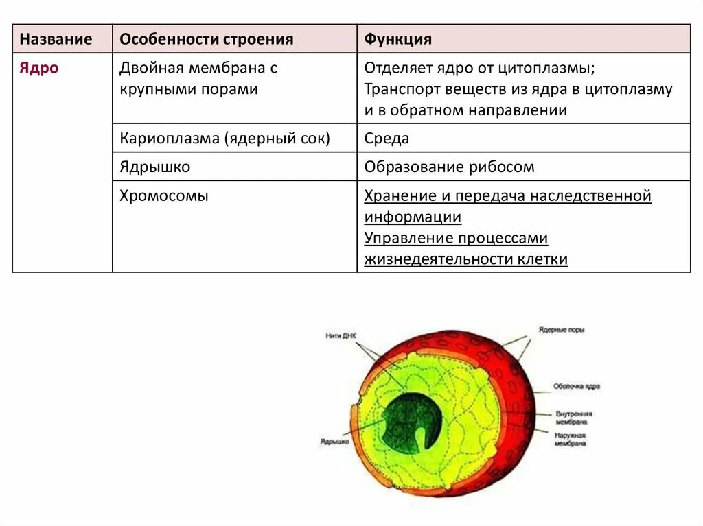 Структуры клетки строение функции ядро. Структура и функции клеточного ядра кратко. Структура клеточного ядра таблица. Ядро клетки особенности строения и функции. В ядрах клеток многоклеточного