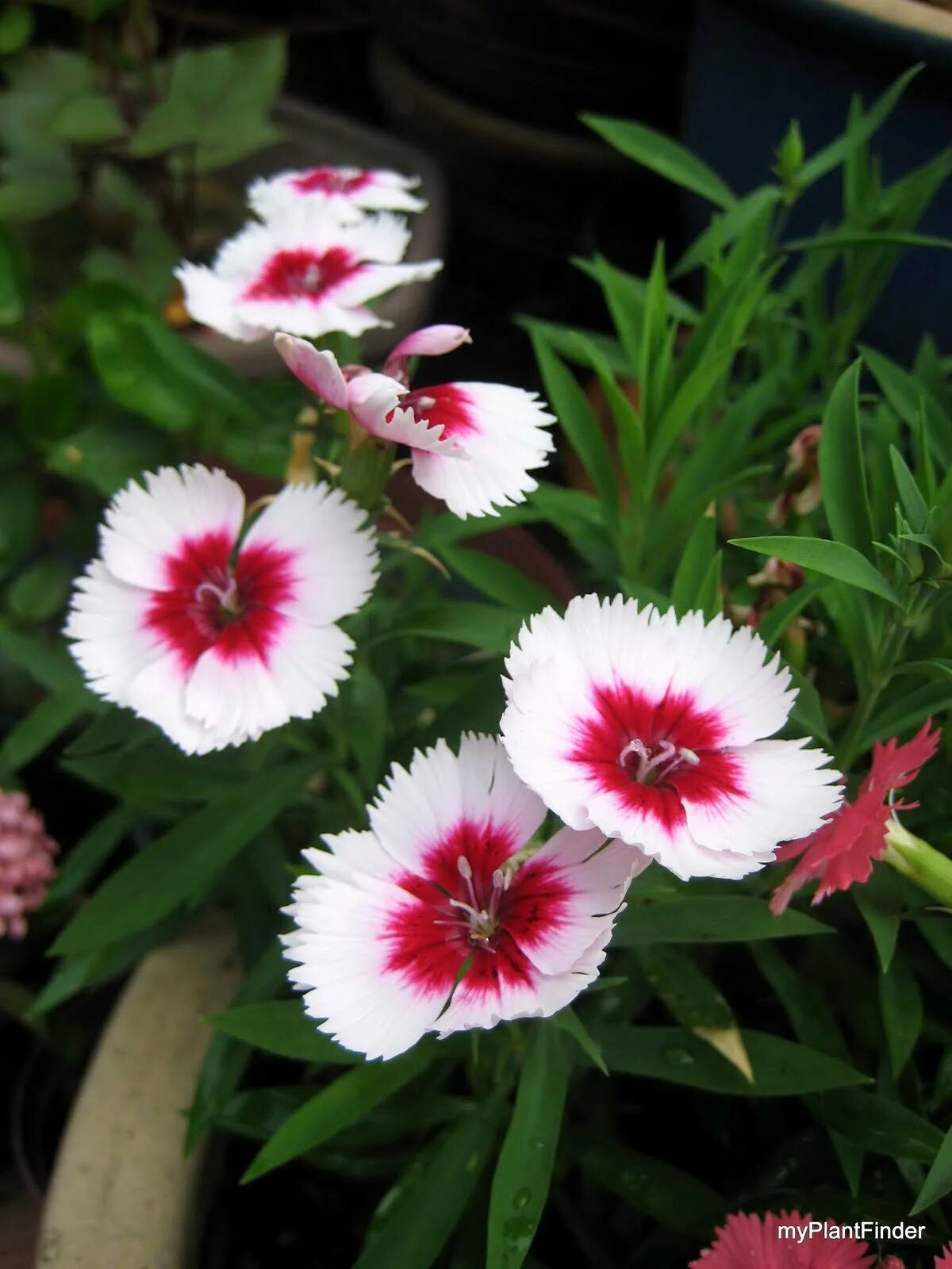 Гвоздика китайская микс. Dianthus chinensis гвоздика китайская. Гвоздика китайская (Dianthus chinensis) Diana.