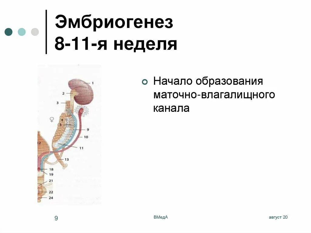 Половая система человека презентация. Эмбриогенез. Эмбриогенез человека. Эмбриогенез яичников. Онтогенез репродуктивной системы женщины.