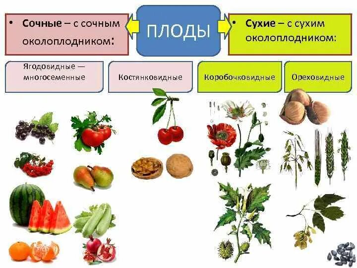 Классификация плодов ягодовидные. Типы плодов сочные односемянные. Классификация плодов ягодовидные костянковидные. Классификация плодов сухие и сочные.