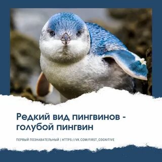 Как не быть голубым