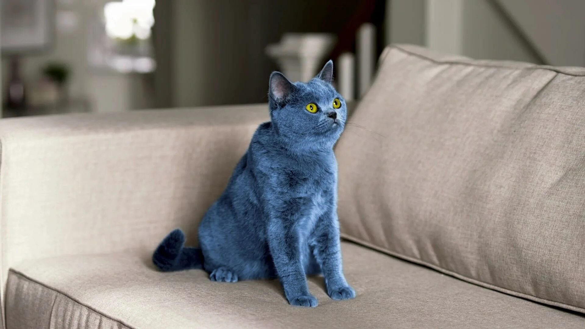Ну голубой. Синяя кошка. Кошка голубого цвета. Расцветка кошек синяя. Кот с голубой шерстью.