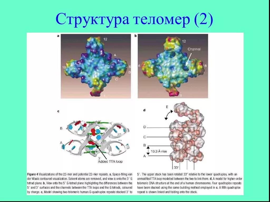 Днк 11 03 2024. Теломеры строение. Структура ДНК тнюеломер. Теломераза строение. Строение теломер.