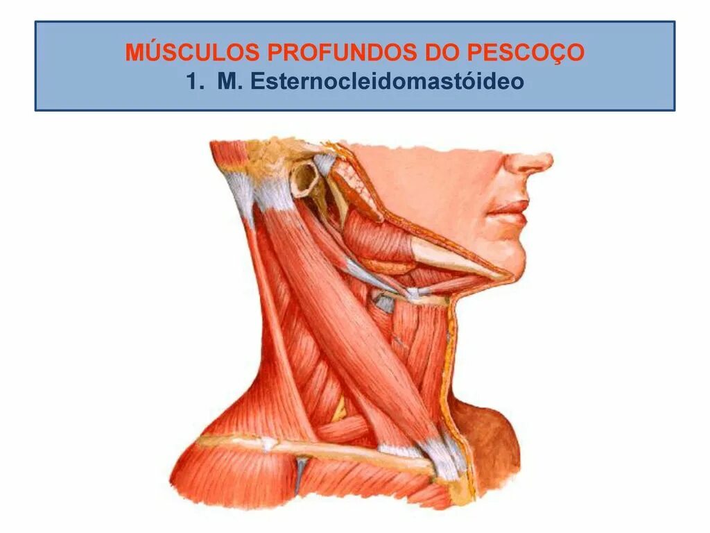Мышцы держат шею. Поверхностные мышцы шеи. Мышцы шеи с обозначениями. Поверхностные мышцы шеи анатомия. Мышцы шеи послойно