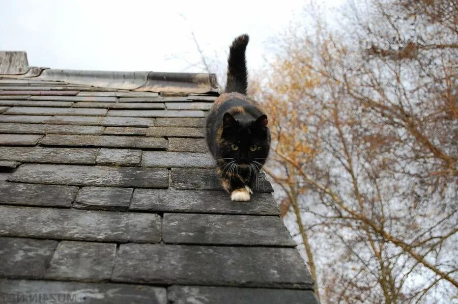 Спустившись с кровли кот сказал. Кошки на крыше. Черный кот на крыше. Черная кошка на крыше. Кошка на крыше дома.