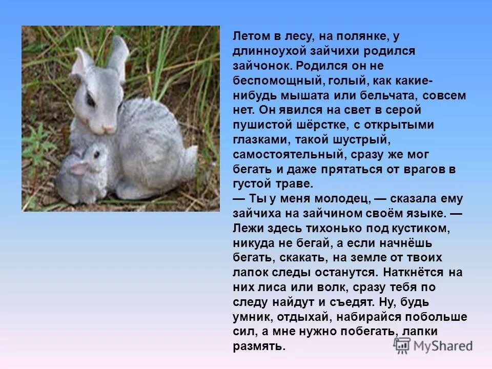 зайчата рождаются зрячими. как называют зайчат родившихся. когда рождаются зайчата. зайчата рождаются. как называют зайчат родившихся зимой.
