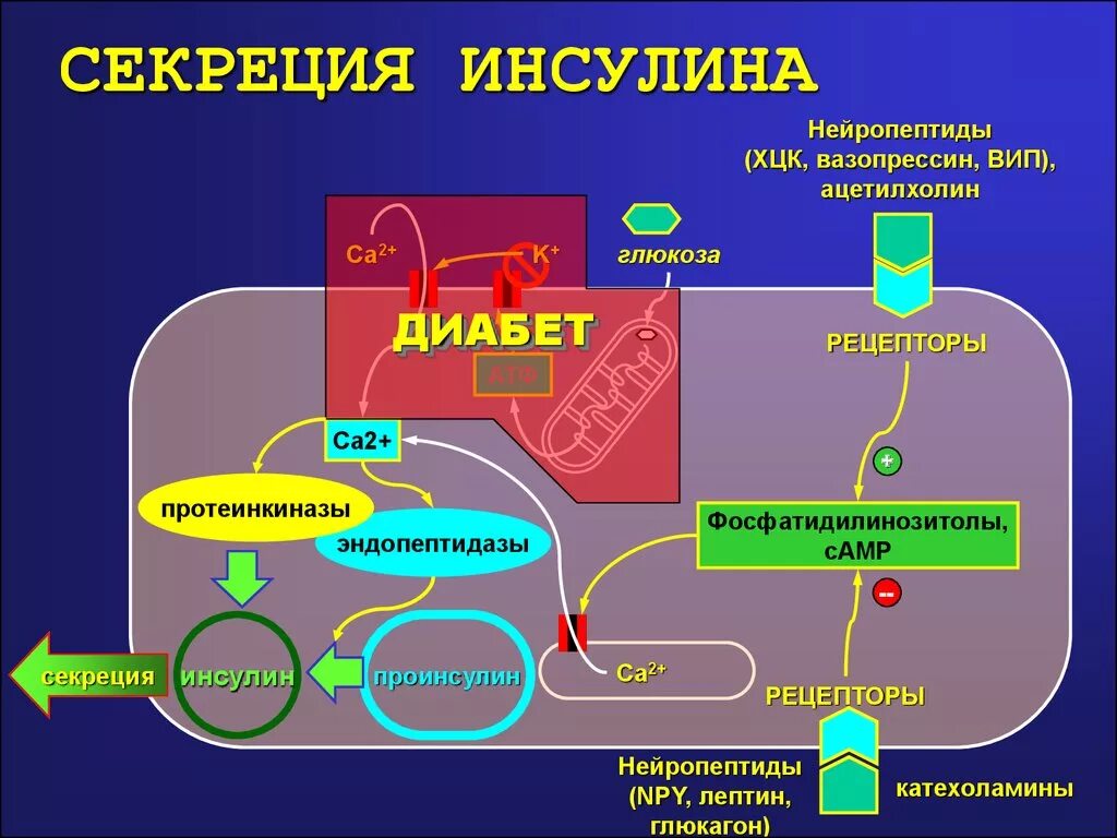 Участвует в синтезе инсулина. Регуляция секреции инсулина глюкозой. Механизм регуляции секреции инсулина. Схема секреции инсулина. Секреция инсулина биохимия.