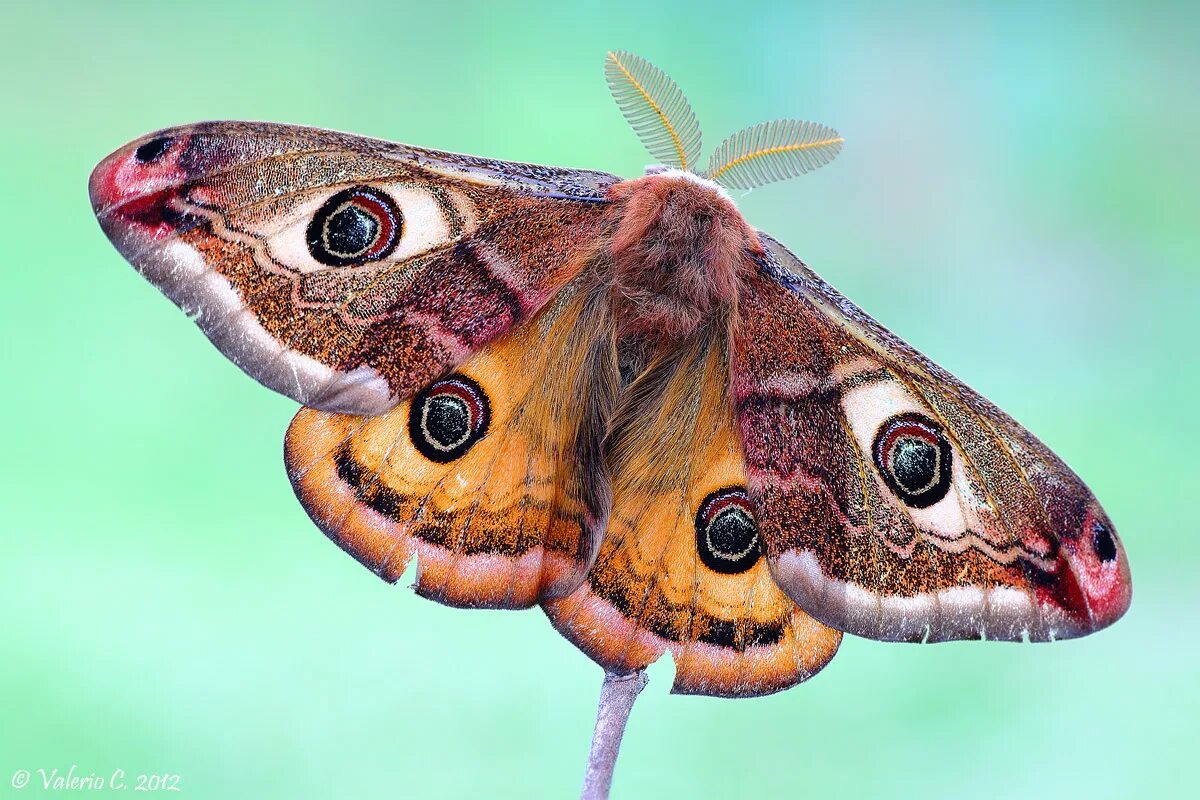 Antheraea polyphemus aka Giant Silk Moth. This female had just emerged from her 