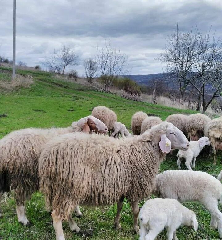 Овцы Молдавия. Молдавские овцы. Овца с ягненком. Отара овец. Купить овец омск