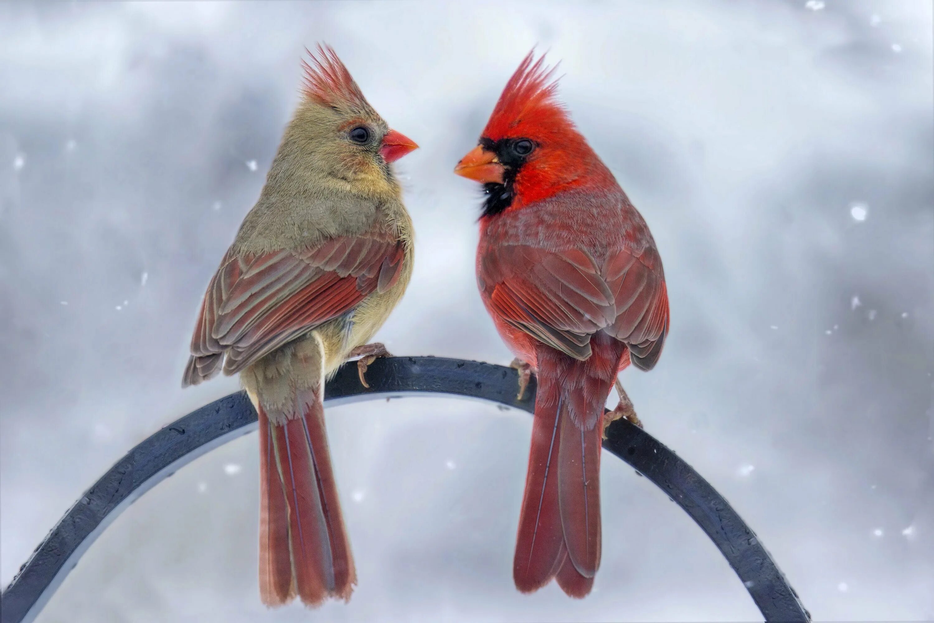 Красный Кардинал птица с самочкой. Красный Кардинал самка и самец. Самцы птиц красный Кардинал. Кардиналы птицы самец и самка.