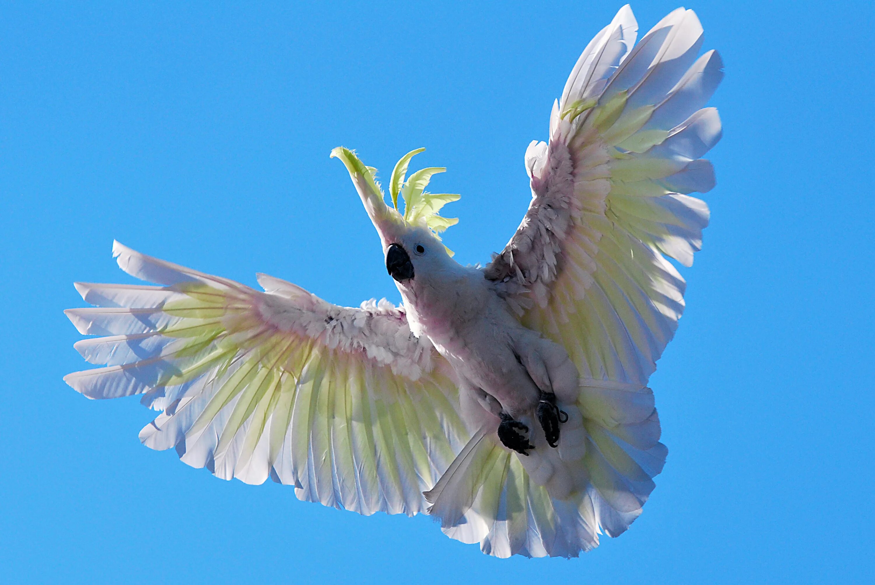 корелла и волнистый попугай. хвост попугая ары. попугай ара в полете. волнистый попугайчик какаду. летят 2 попугая.