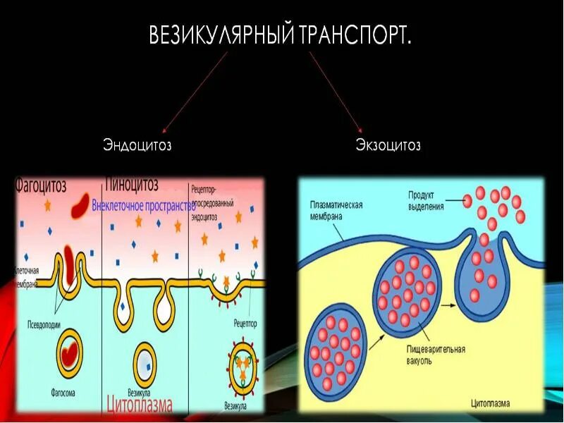 Транспортируемые вещества эндоцитоза