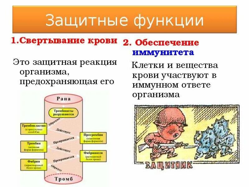 Как называется защитная реакция. Свертывание крови защитная реакция. функции свертывания крови. защитная функция свёртывания крови. свертывание крови является защитной реакцией организма.