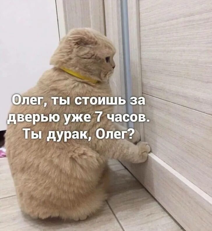 Кошка пришла и ушла. Кот Мем когда хозяин уходит на работу. Кот задумался. Котенок думает. У кошек нет воображения.