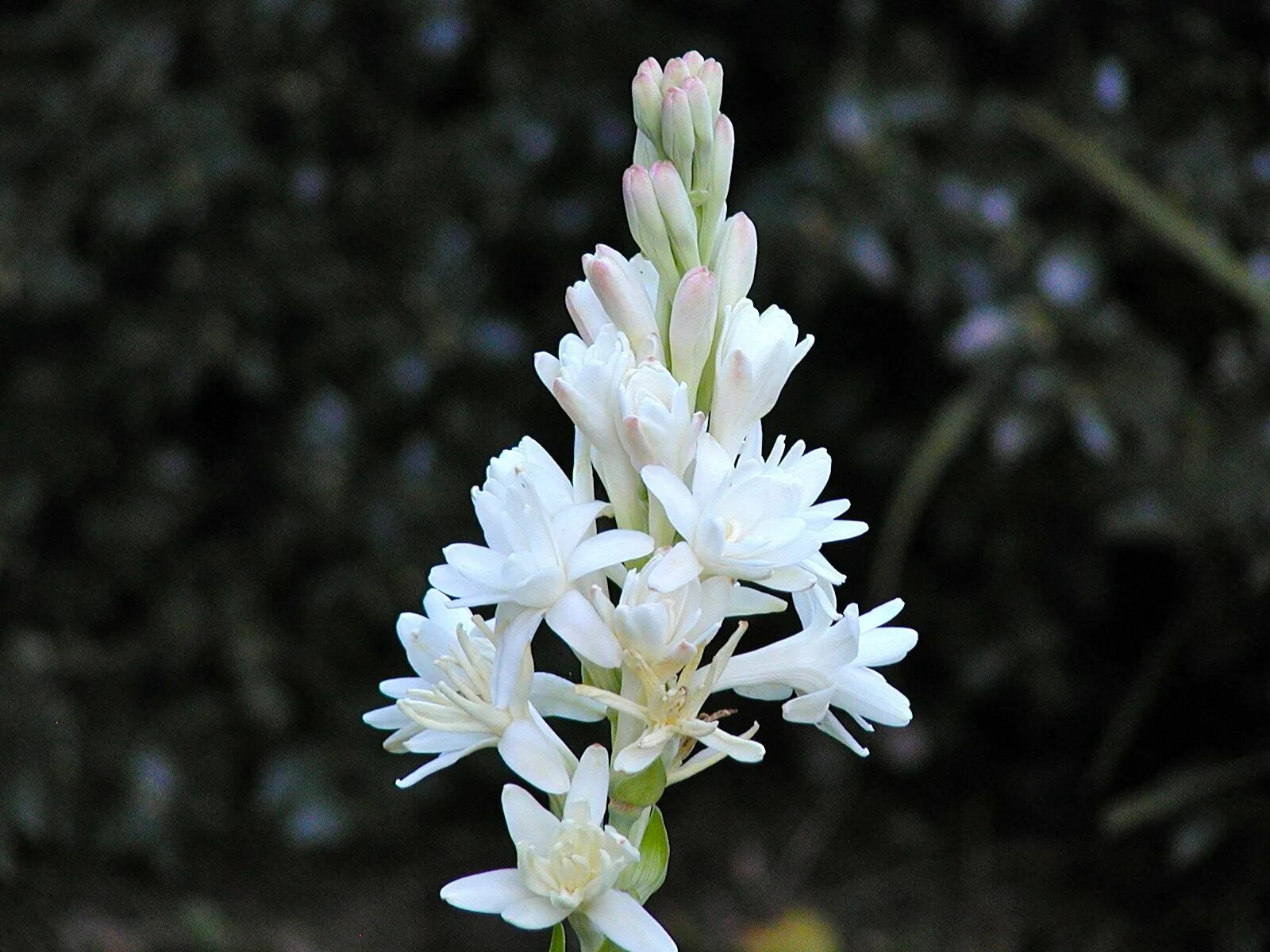 Tuberose