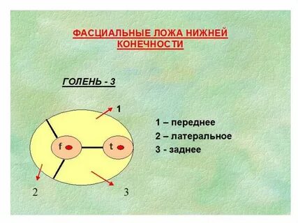 Фасциальное ложе