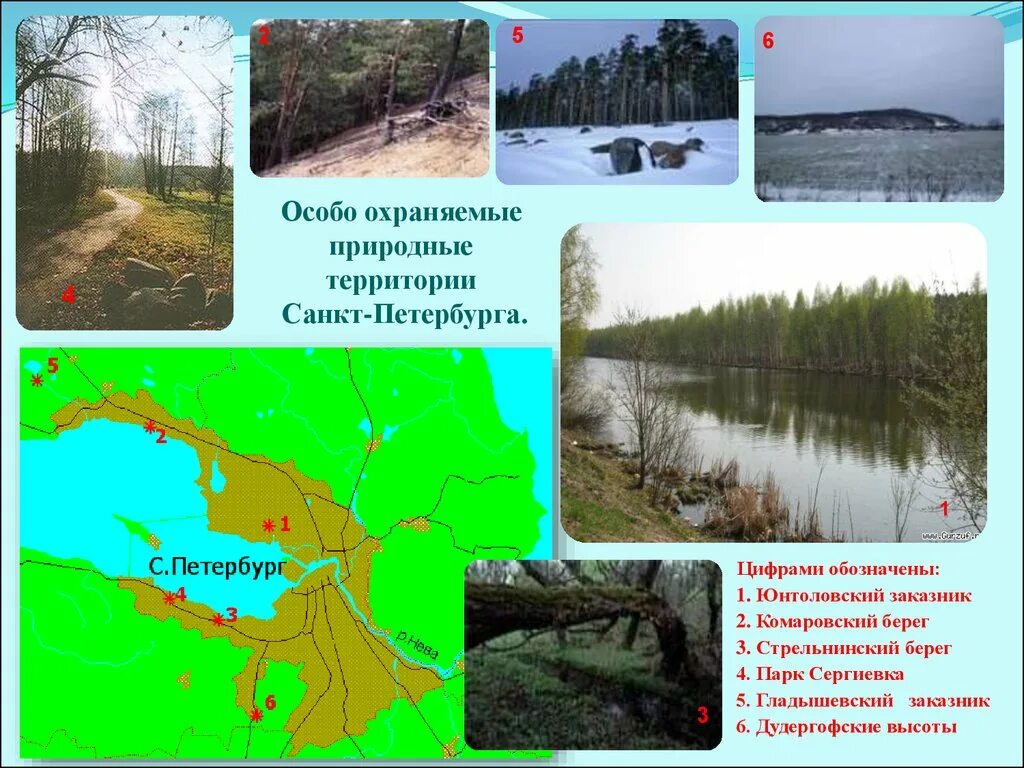 Какая природная зона в ленинградской области. Заказник Гладышевский СПБ. ООПТ Гладышевский. Особо охраняемые природные территории СПБ. Особо охраняемые природные территории Санкт-Петербурга на карте.