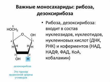 1 моносахарид дезоксирибоза входит в состав молекул