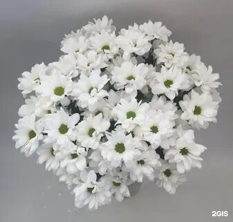 1 кустовая хризантема
