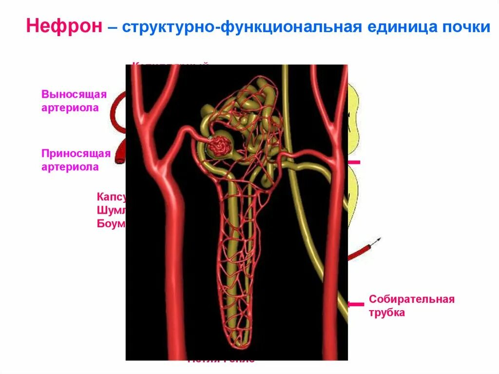 Нефрон структурно-функциональная единица почки. Строение нефрона 3д. Проксимальный извитой каналец капсула Шумлянского Боумена. Строение капсулы нефрона. Выносящая артериола почки