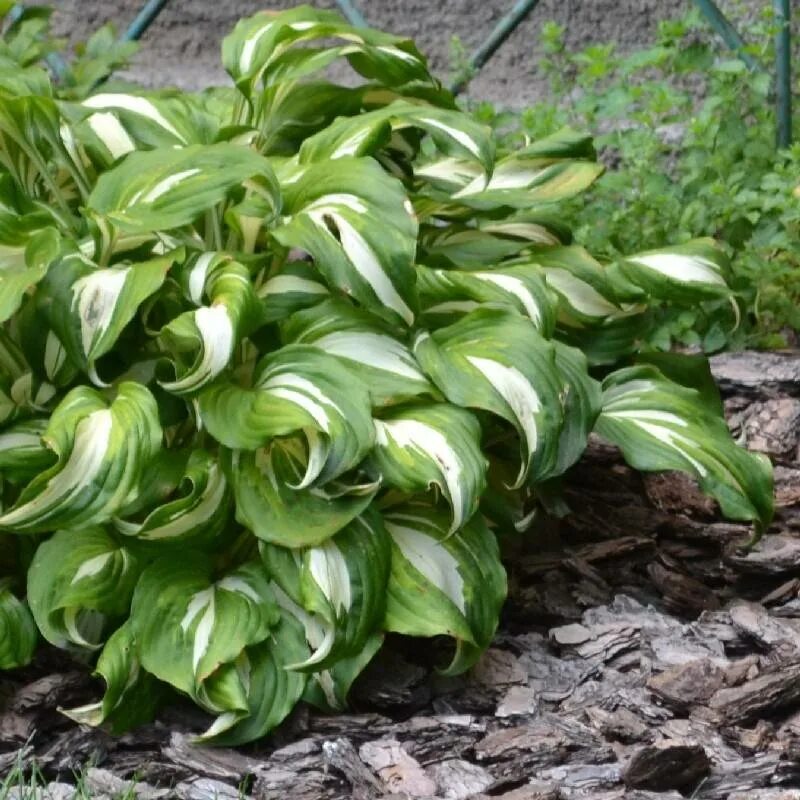 Хоста dream queen. Хоста форчуна 'albopicta'. Хоста корни. Корневища хоста. Хоста корневище.
