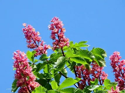 Песня каштаны цветут