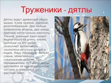 Клюв дятла описание