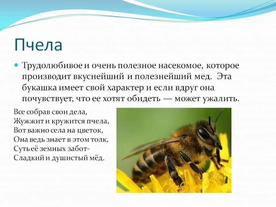 Информация о пчелах 2 класс. Пчела. Информация о пчелах. Пчела описание. Сообщение о пчелах.