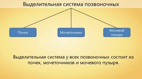 Мочевыделительная система позвоночных животных