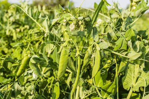 Pisum sativum pea