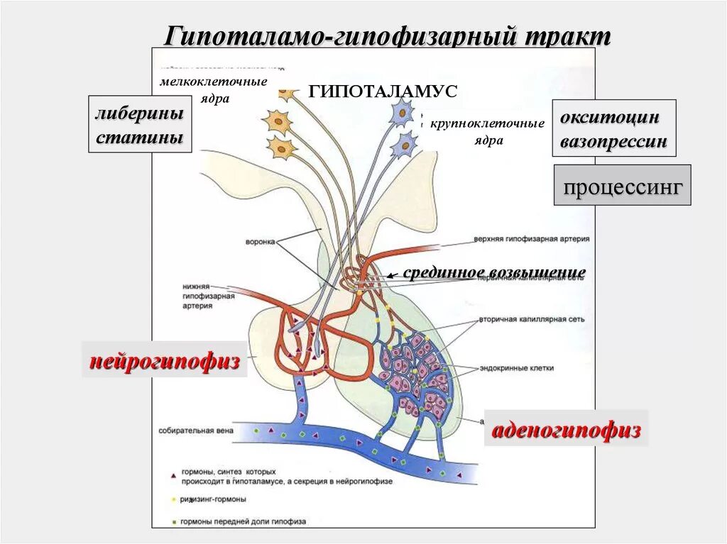 Гормоны мелкоклеточных ядер гипоталамуса. Гипоталамо-гипофизарная система гистология. Гипоталамо-гипофизарная система схема. Гипоталамо-гипофизарная система рисунок.