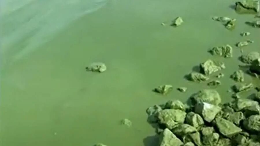 Разлив волги 2021. Цветение воды в волге. Вода в волге сейчас. Вода в волге сейчас. Вода в волге сейчас.