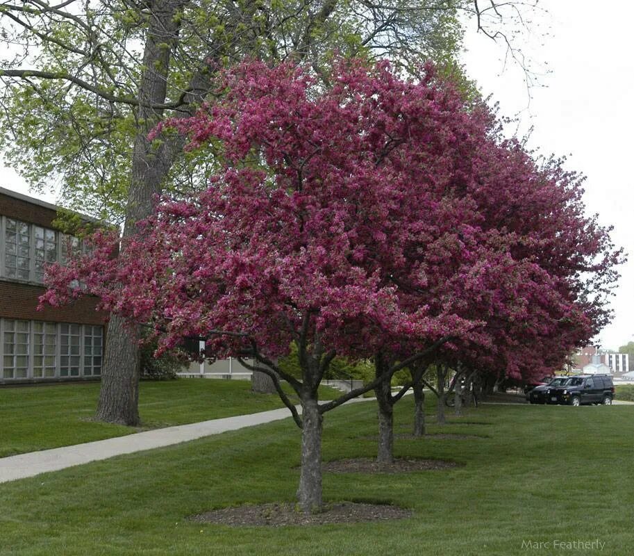 Яблоня Malus Profusion. Яблоня краснолистная роялти. Яблоня "роялти" - Malus "Royalty". Яблоня краснолистная Хелена. Купить розовую яблоню