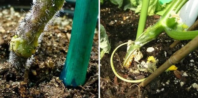 Прикорневая гниль огурца. Botrytis cinerea на огурцах. Прикорневые гнили огурцов. Корневая гниль огурцов в теплице как избавиться. Фомоз винограда.
