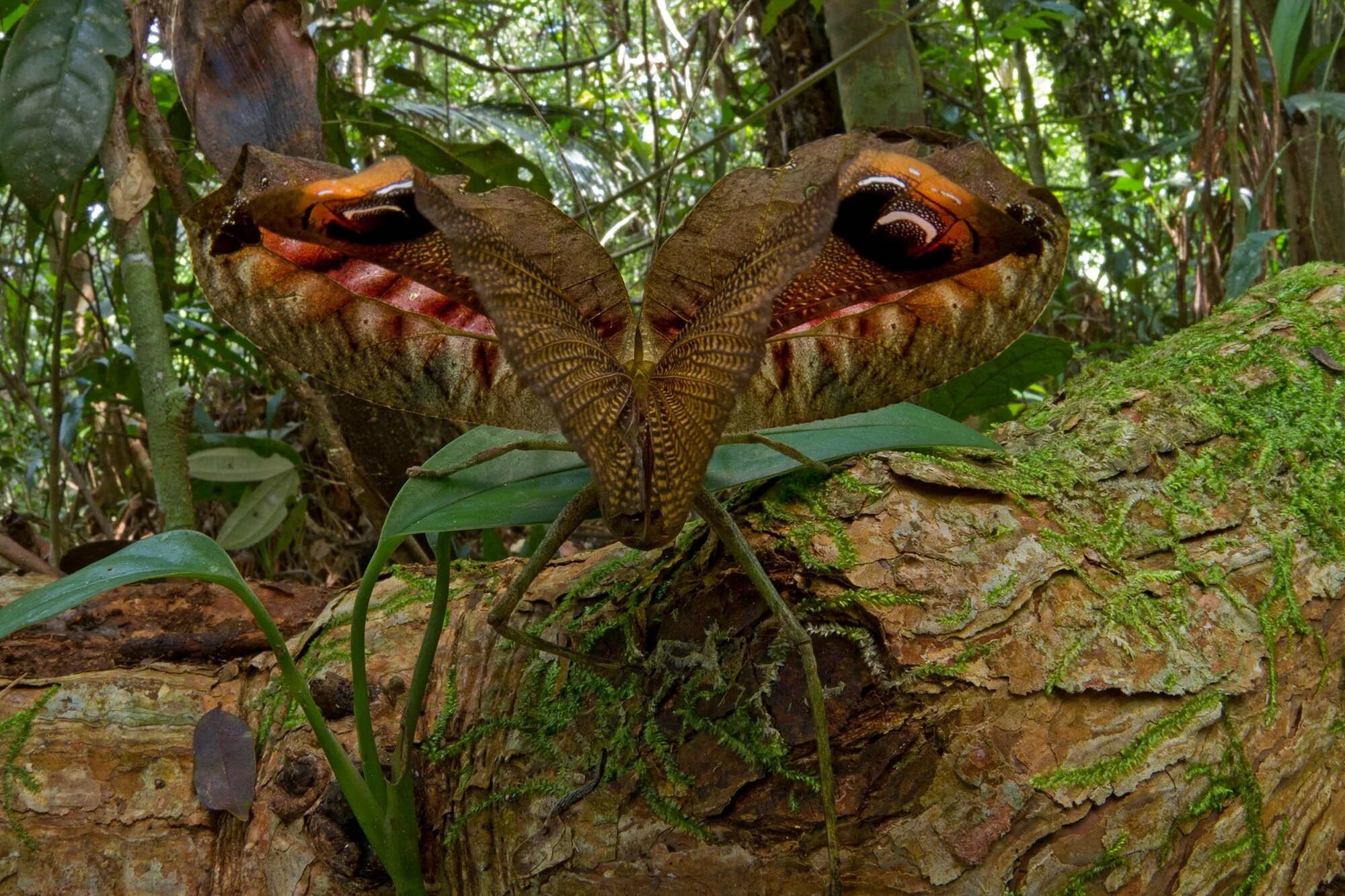 Pterochroza ocellata. Перуанский павлиний кузнечик. Насекомые сельвы Южной Америки. Xenosaurus Grandis.