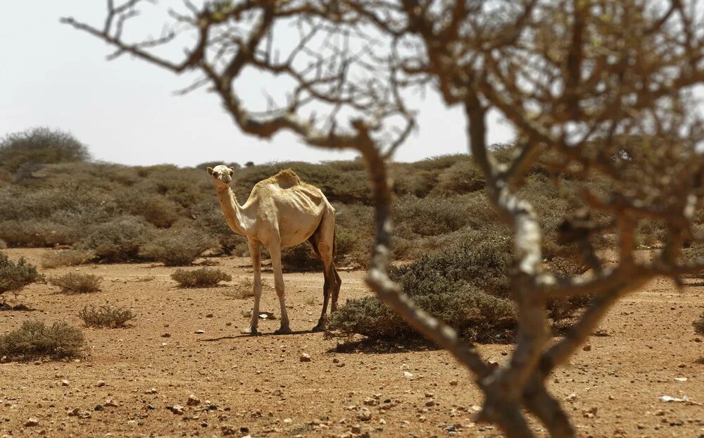 Засуха животные. Национальный парк Кисмайо Сомали. Сомали Саванна. Полупустыня Сомали.
