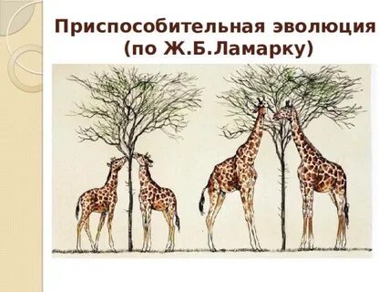 Единица эволюции по ламарку