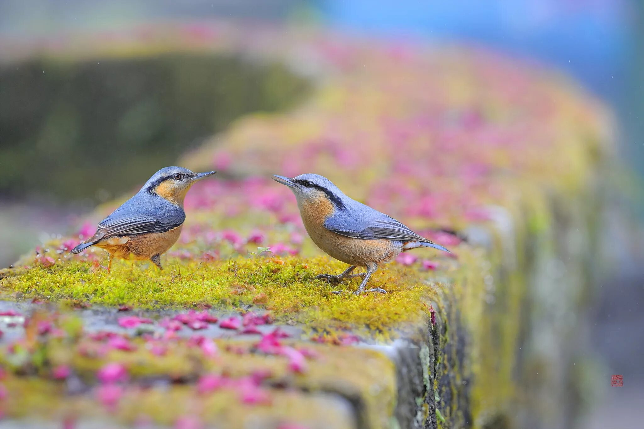 Природа птицы. Красивые птицы. Летник пьицы. Birds in russia