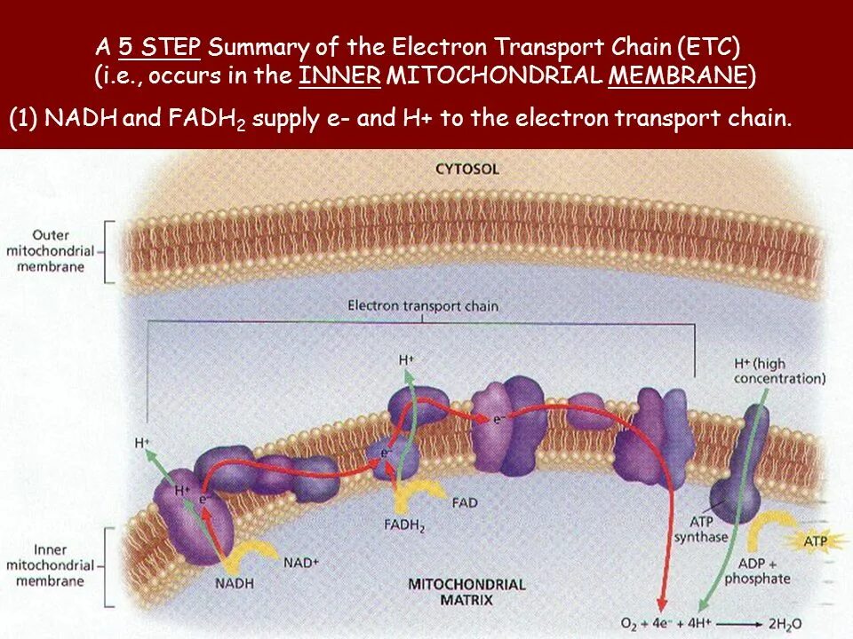 Electron transport Chain in mitochondria. ATP-synthase mitochondrial. Electron transport Chain. Fadh2 and Inner mitochondrial membrane. Http etc