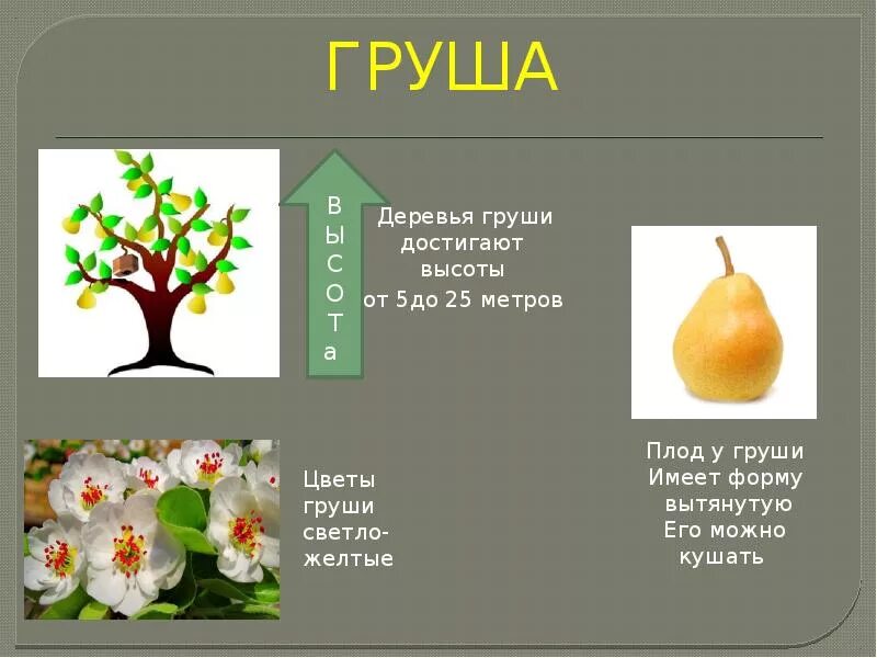 Презентации на тему сад. Груша паспорт растения 2 класс окружающий мир. Груша для презентации. Рассказ про грушу. Груша краткое описание.