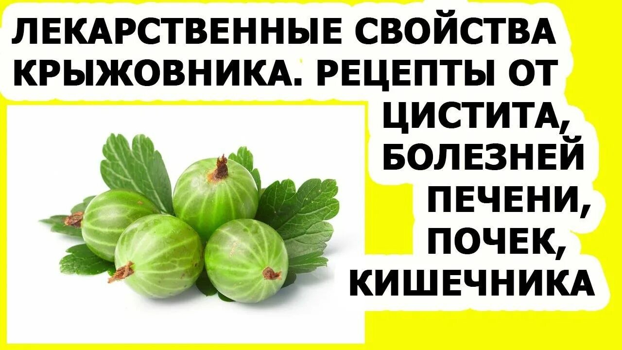 Крыжовник содержание витаминов. Чем полезен крыжовник. Полезные свойства крыжовника для организма. Крыжовник витамины. Полезные свойства крыжовника для организма человека.