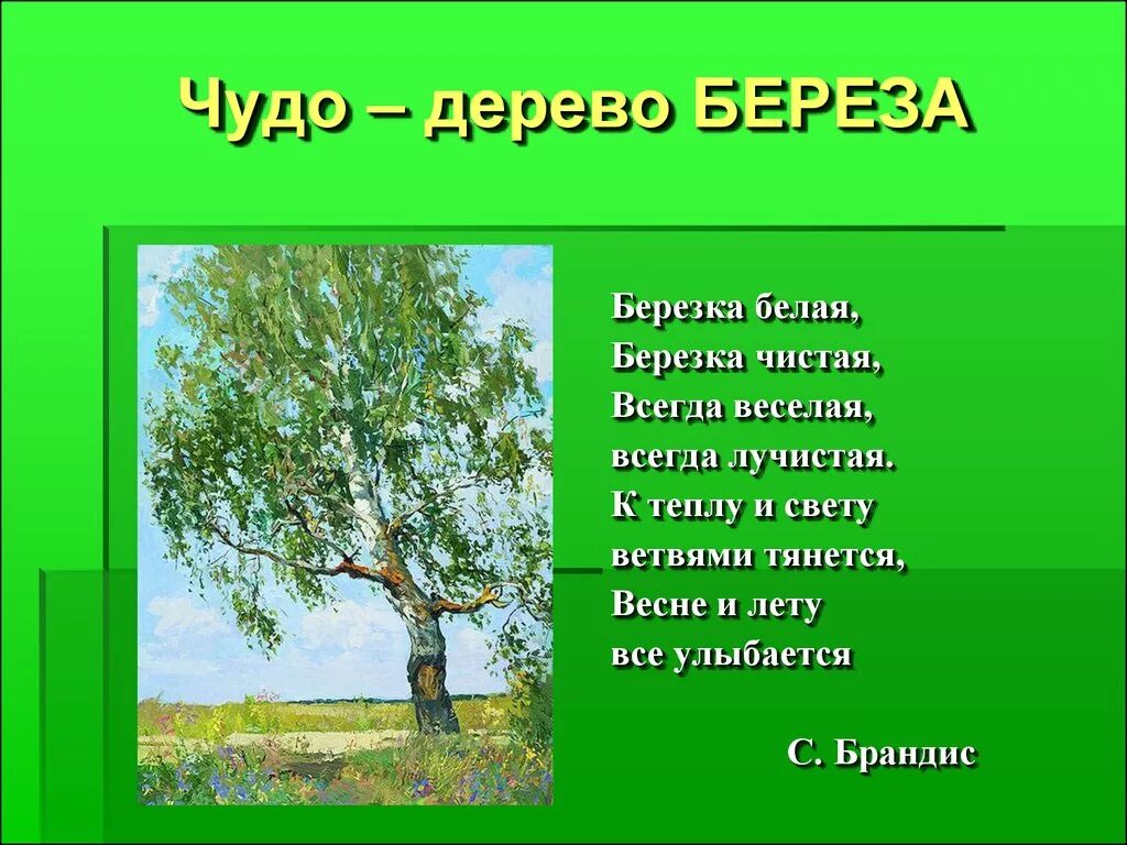 Стих березка. Стих про березу. Стих про березу для детей. Стихотворение БЕБЕРЕЗА. Стих о Березе для детей короткие.